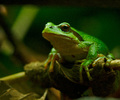 Cortes Island Tree Frog photo