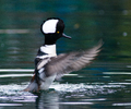 Vancouver Merganser photo