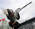 Vancouver Pigeon photo